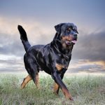 young rottweiler running in the nature in summer